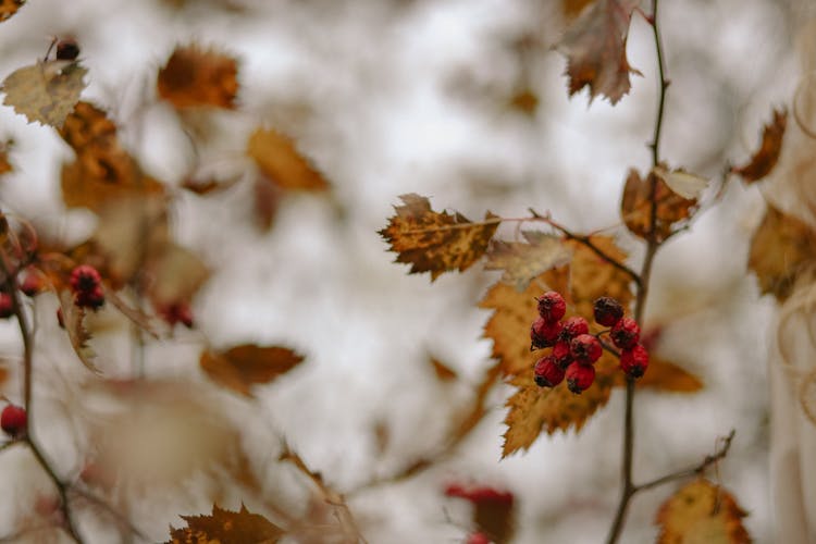 Wilted Red Berries