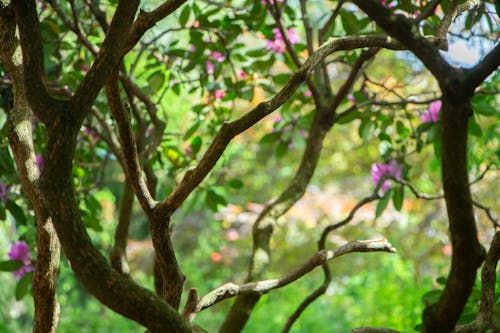 Fotobanka s bezplatnými fotkami na tému kvitnúce bush, vetva, vetvy