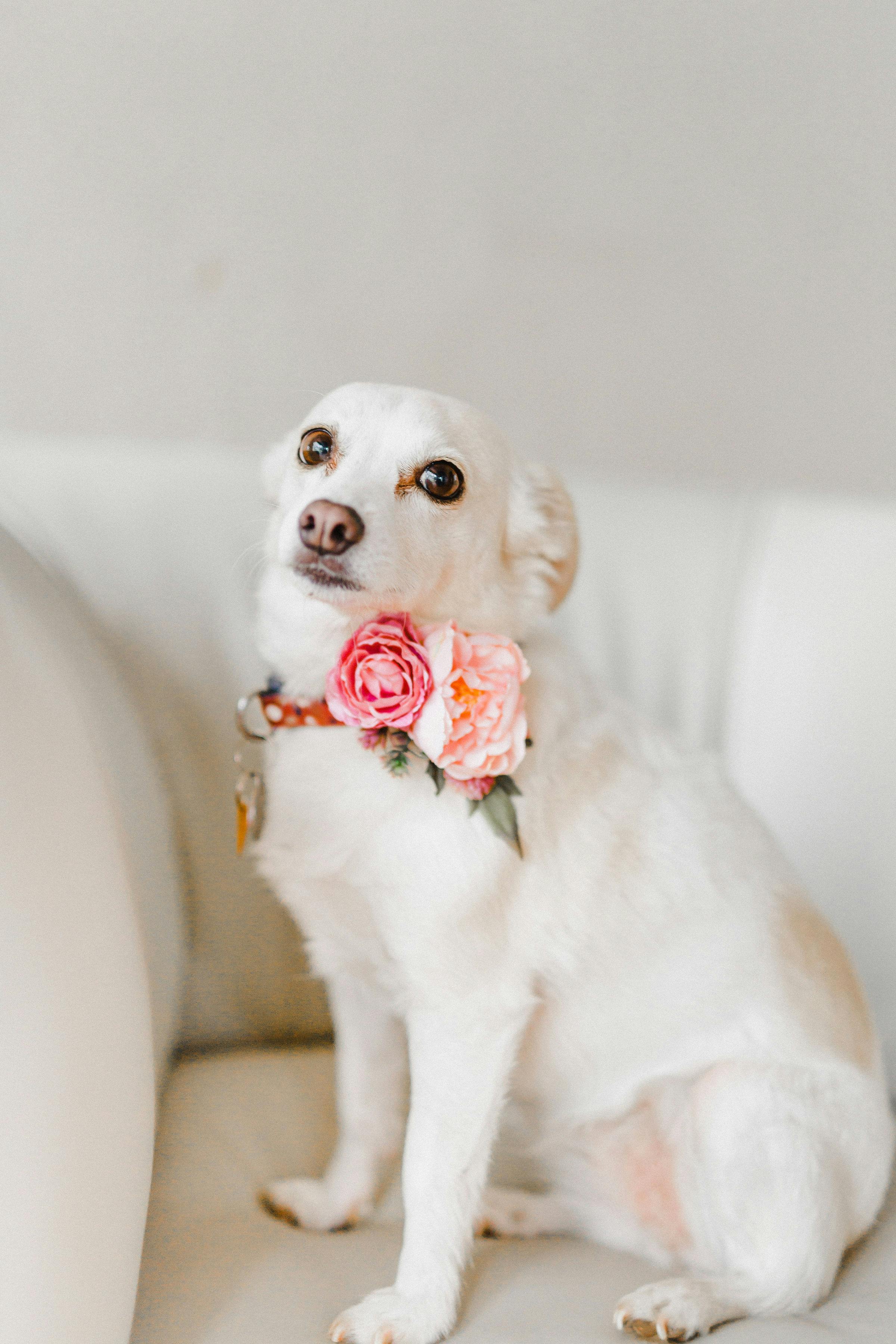 photo of white dog sitting on couch