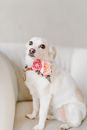 Photo Of White Dog Sitting On Couch
