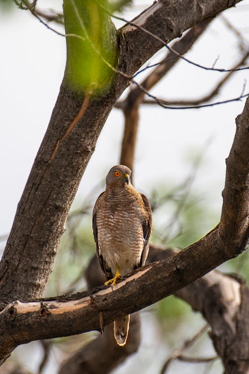 Photo Of Bird Perched On Tree