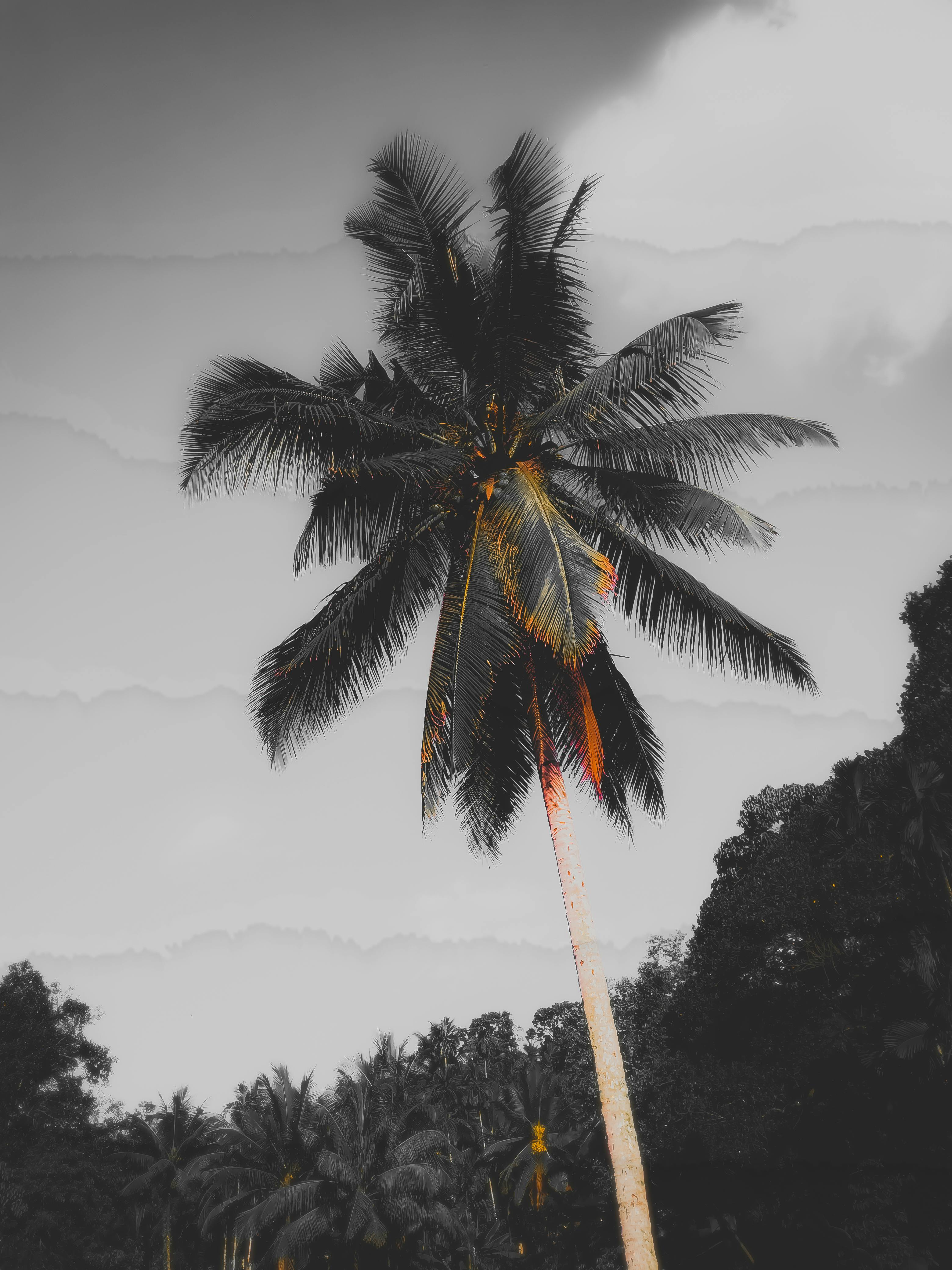 观叶盆栽图片大全图片-第16张图片-吾爱花网