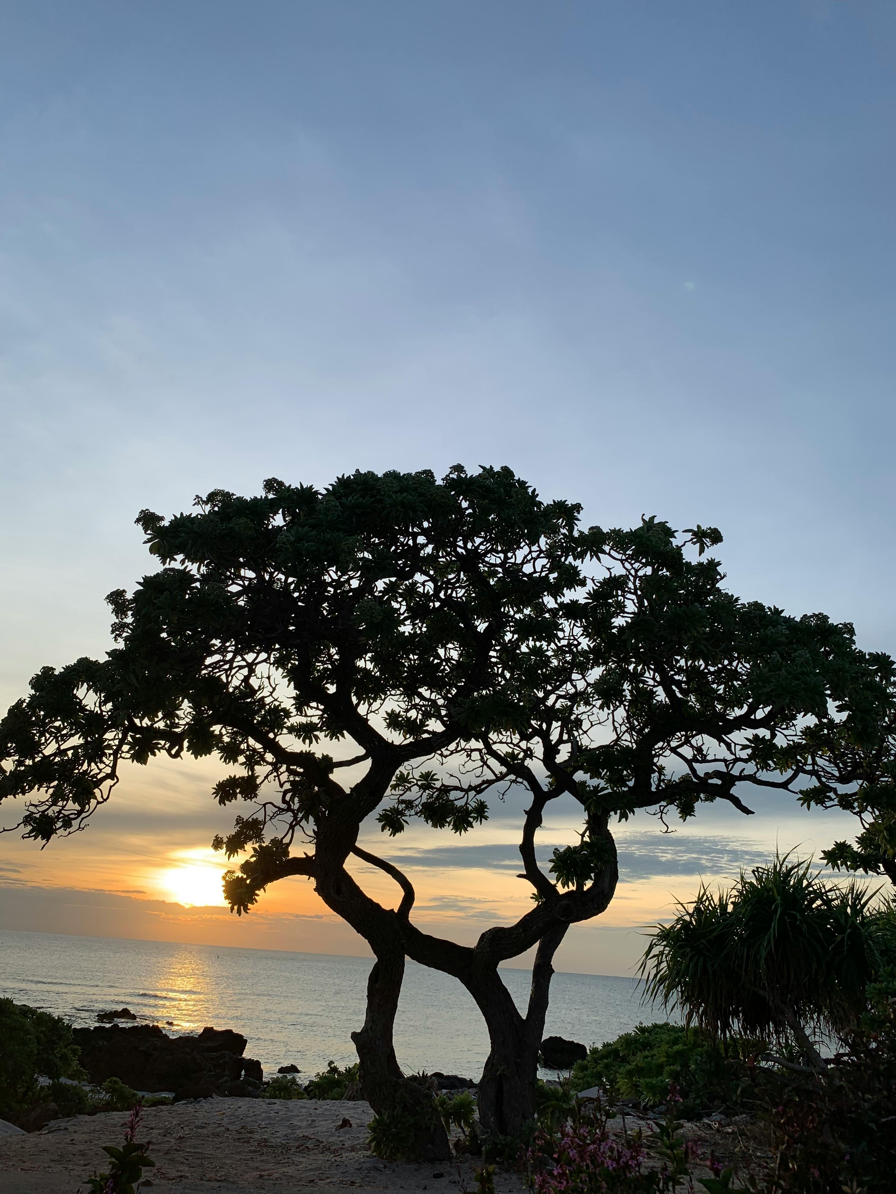 Greek-inspired dinner