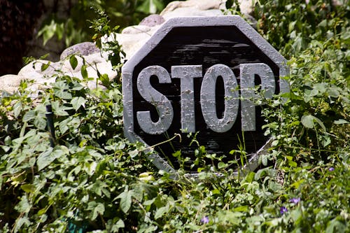 Traffic Sign Surrounded by Plants