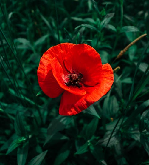 Ücretsiz afyon, bitki örtüsü, çiçek içeren Ücretsiz stok fotoğraf Stok Fotoğraflar