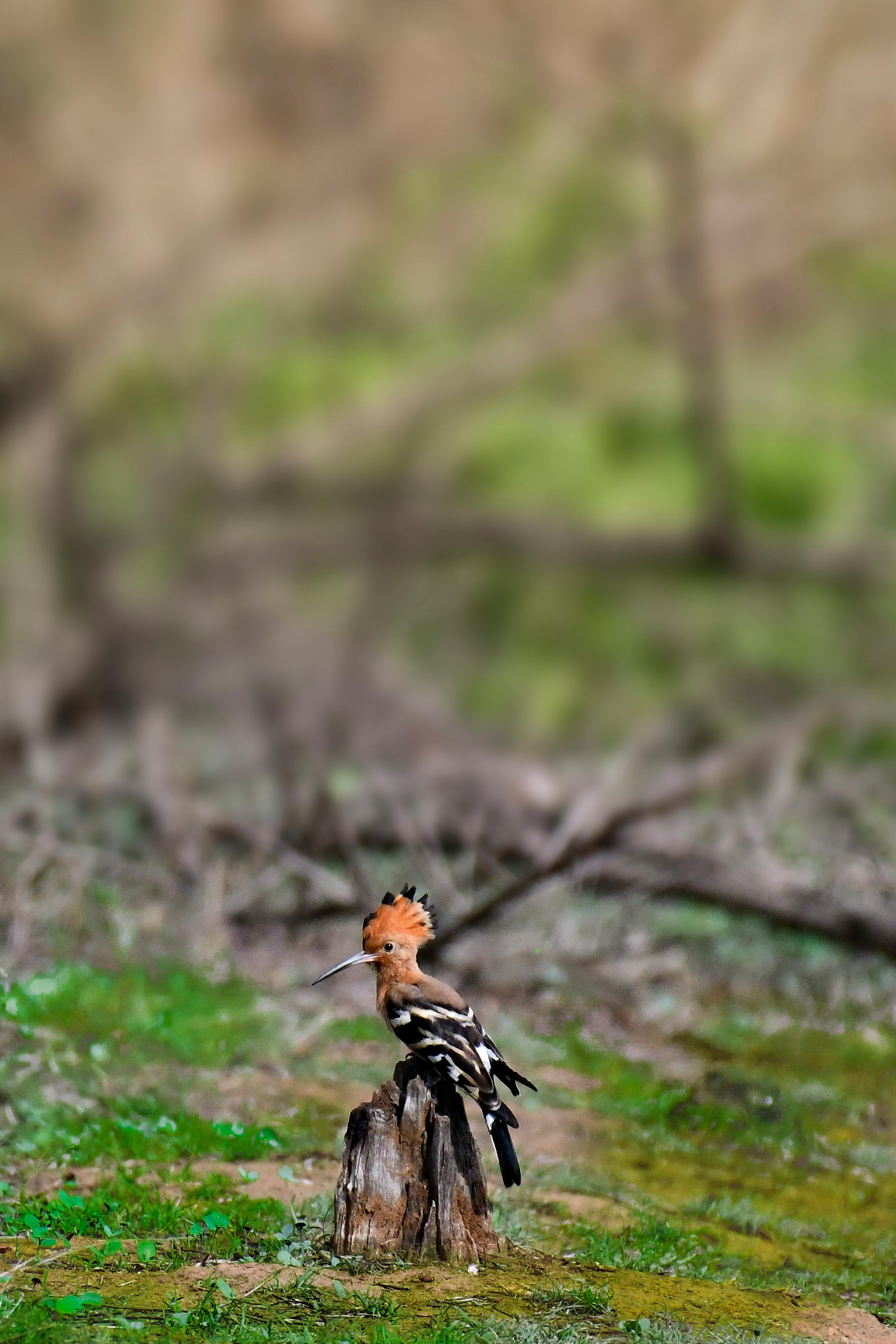 Eurasian Hoopoe Feeding Its Chicks Stock Photo - Download Image Now -  Eurasian hoopoe, Flying, Animal - iStock