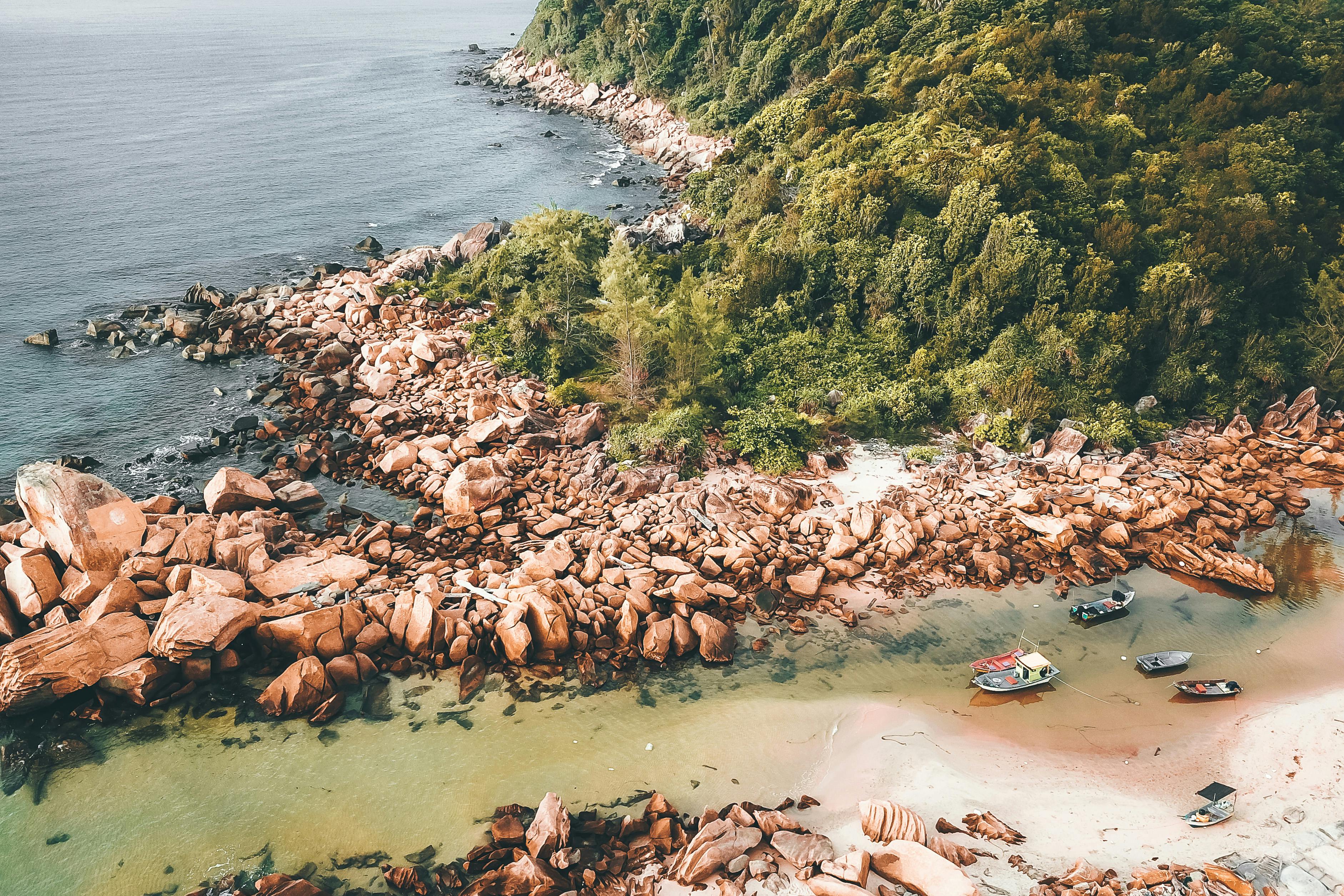 lush green forest on rocky seashore