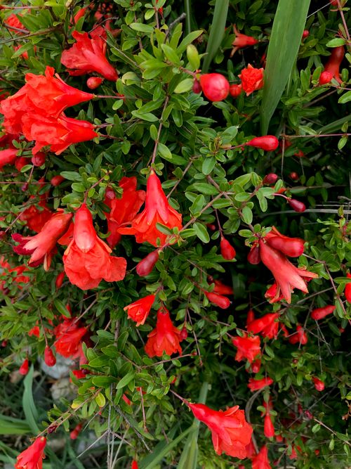 Free stock photo of beauty in nature, flowers, green Stock Photo