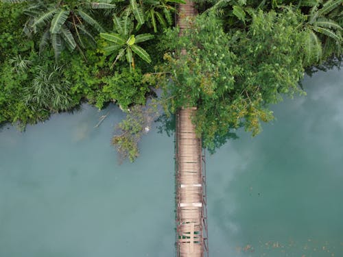 가지, 강, 공중의 무료 스톡 사진