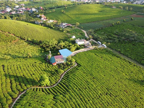 Aerial view of terraces of agricultural plantations with cultivated crops located in countryside area with residential buildings