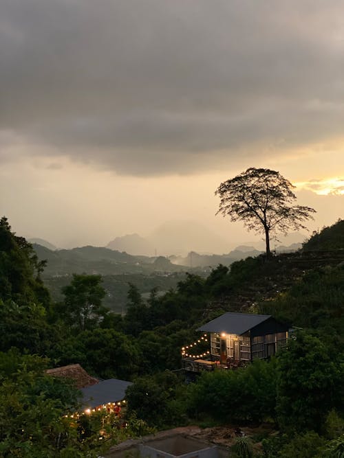 Foto d'estoc gratuïta de a l'aire lliure, arbre, boirina