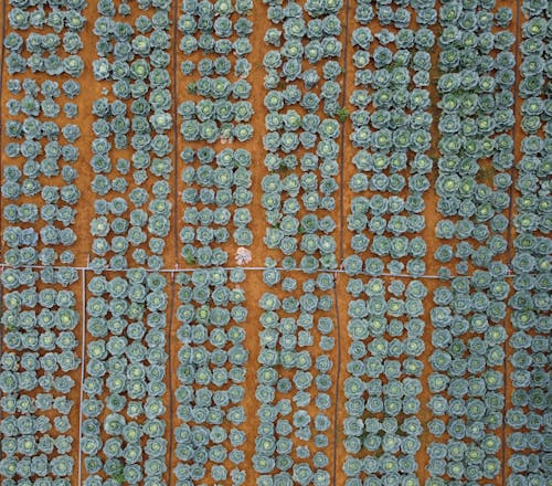 Top view of ripening cabbages growing in rows on fertile soil in farmland