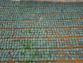 Rows of cabbages in vast plantation in farm