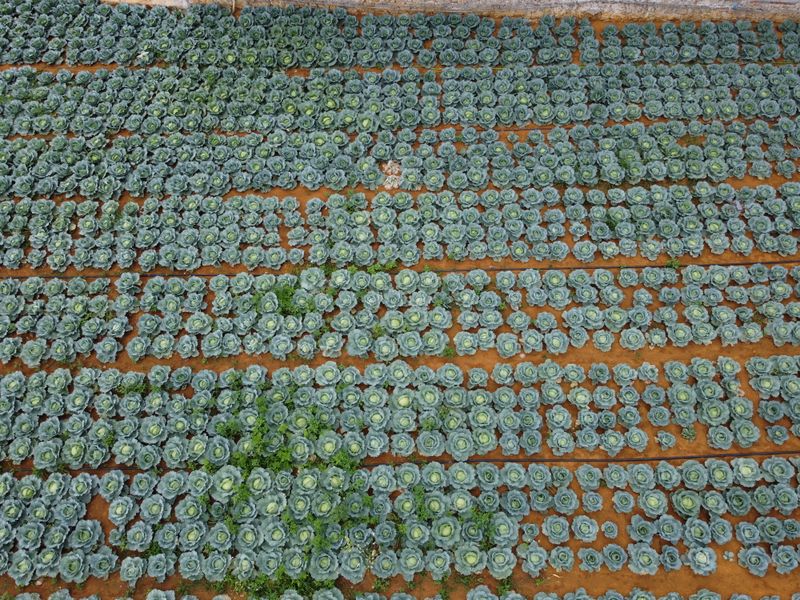Sustainable farming practices at Olives Organic Foods