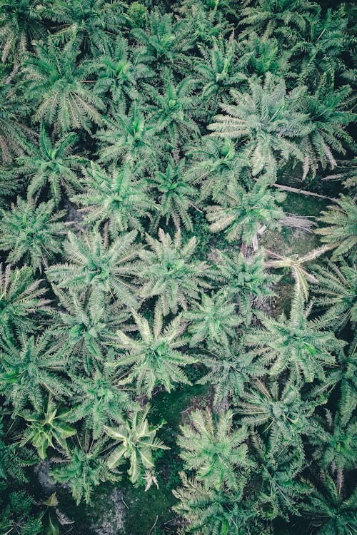 Amazing aerial view of green tropical trees growing in botanical garden in summertime