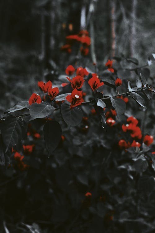 Fotobanka s bezplatnými fotkami na tému bougainvillea, červené kvety, flóra