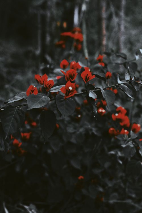 Free Deep red bougainvillea flowers stand out against lush, dark green foliage in a moody outdoor setting. Stock Photo
