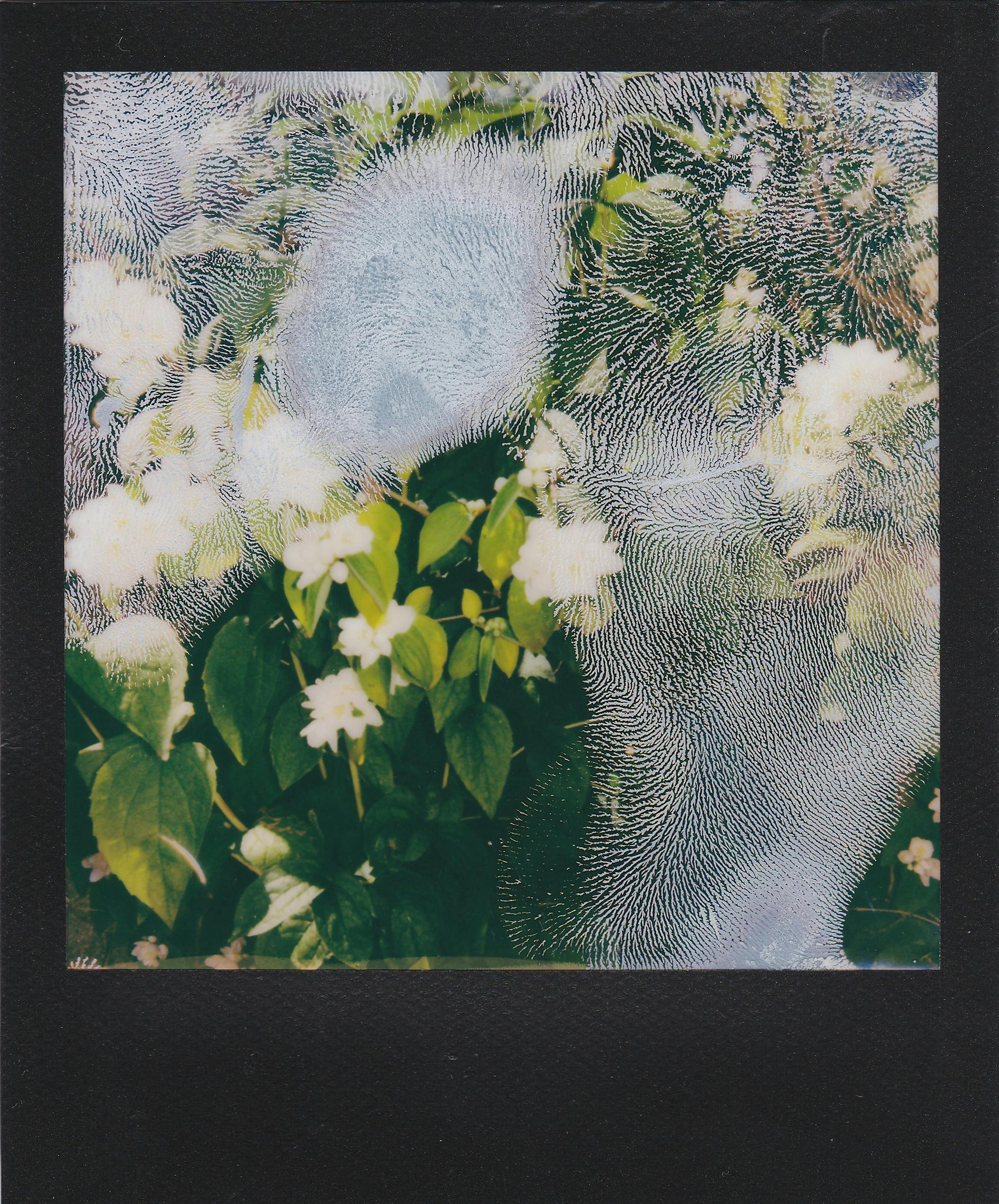 Artistic polaroid capture of white flowers with abstract elements.