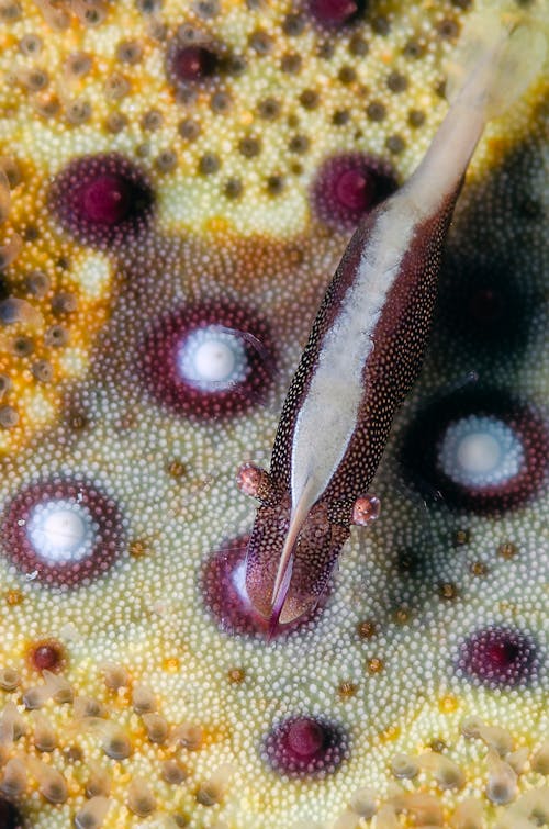 Free Colourful Exotic Fish  Stock Photo