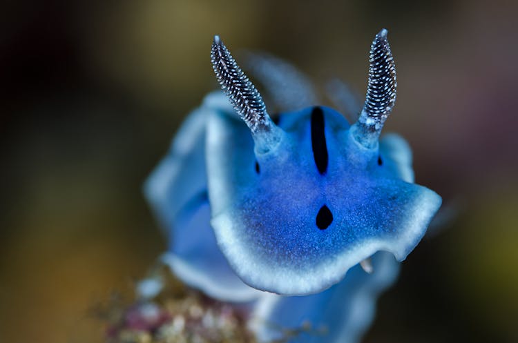 A Blue Sea Slug