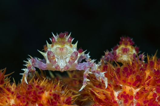 Close-up of a coral candy crab on colorful coral in the Philippines.