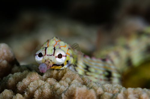 Free Face of a Seahorse Stock Photo