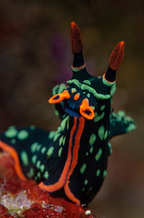Free Colorful Sea Slug
 Stock Photo
