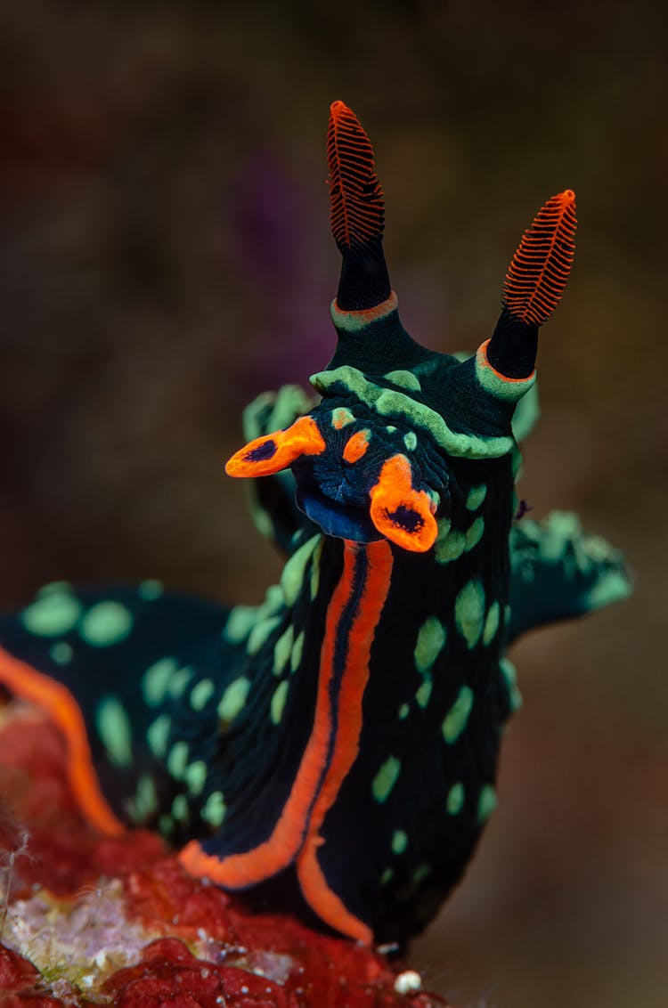 Colorful Sea Slug
