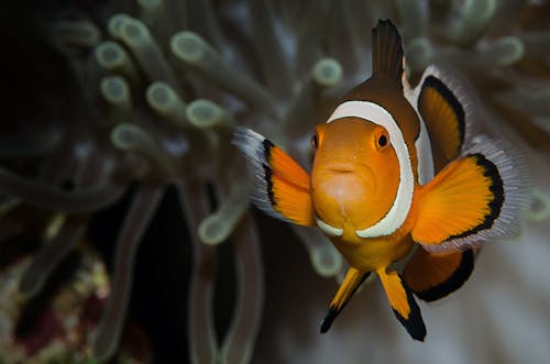 Free Orange and White Clown Fish Under Water Stock Photo