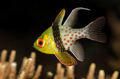 Free Green and Yellow Fish Underwater
 Stock Photo