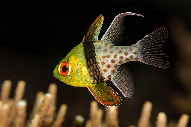 Close-up of a vibrant pajama cardinalfish swimming among corals in the Philippines.