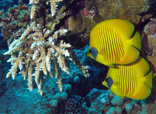 Yellow Fish on Blue Coral Reef