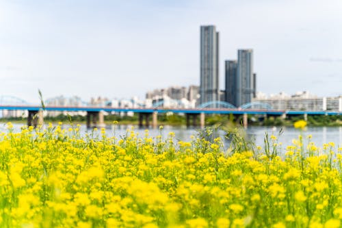 Základová fotografie zdarma na téma han river, řepkové květiny