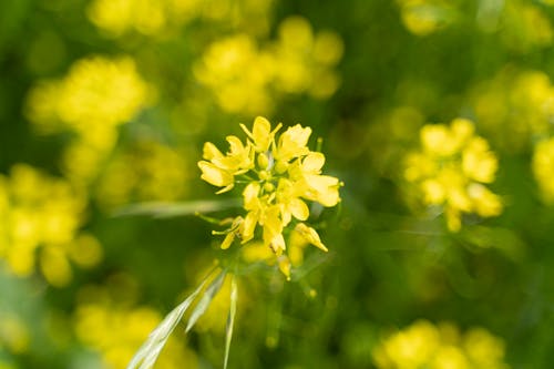 Základová fotografie zdarma na téma řepkové květiny