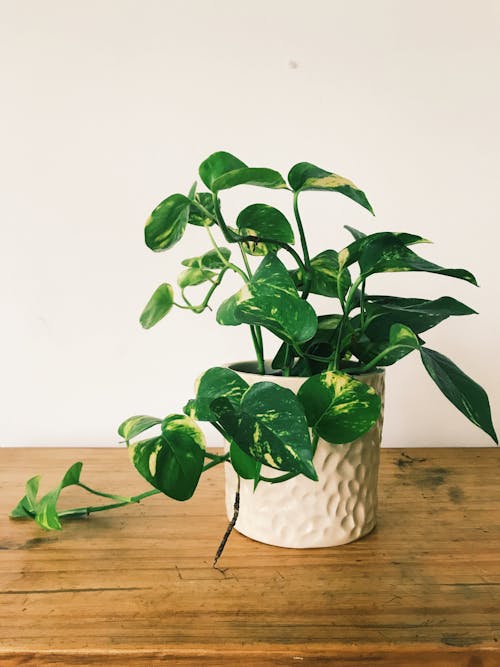 Green Potted Plant on White Ceramic Vase