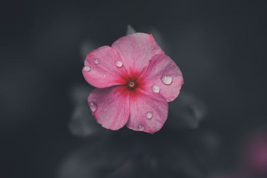 Close-up of a pink flower with dew, set against a dark blurred background for dramatic effect.