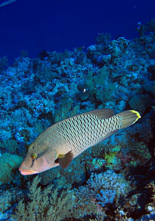 Photos gratuites de blanc, cheilinus undulatus, coraux