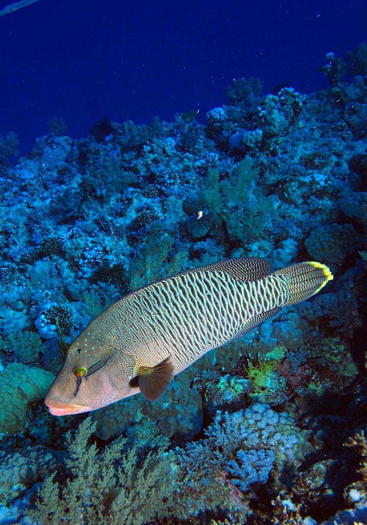 Yellow And White Fish Underwater