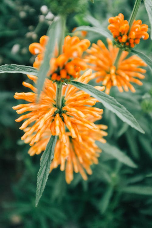 Close-up of Orange Flowers