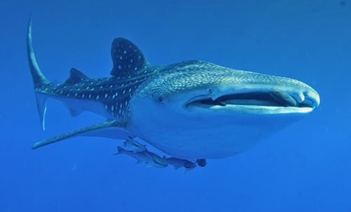 Whale Sharks in Ocean