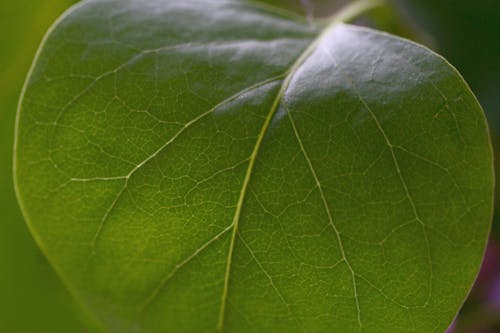 Зеленый лист в фотографии крупным планом