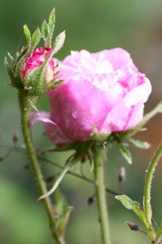 莫斯科花园特写中，粉红玫瑰花蕾充满活力，缀着露珠，凸显自然之美