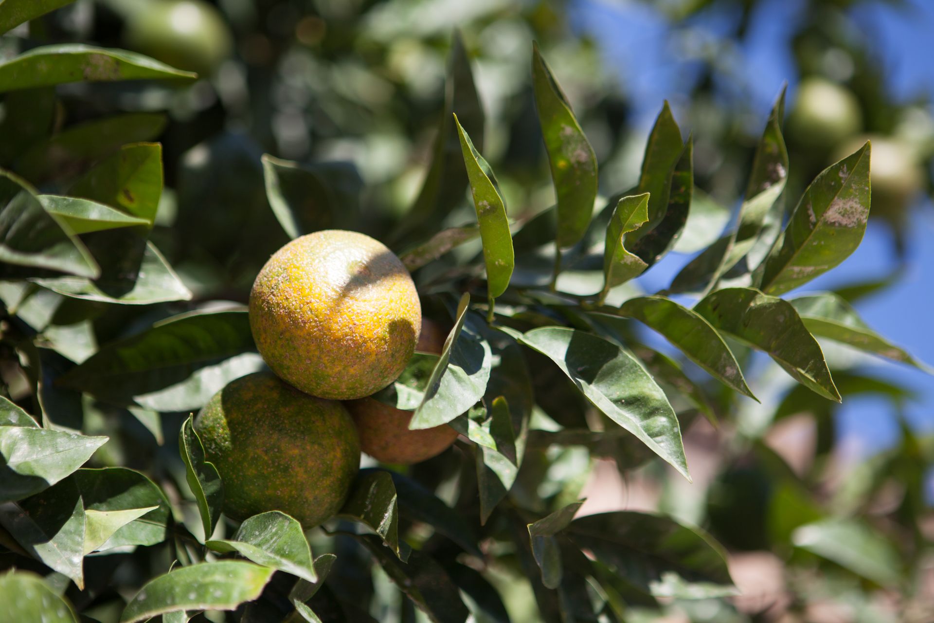 Close-up of ripe citrus fruits on tree branches against a clear blue sky, showcasing lush green leaves.