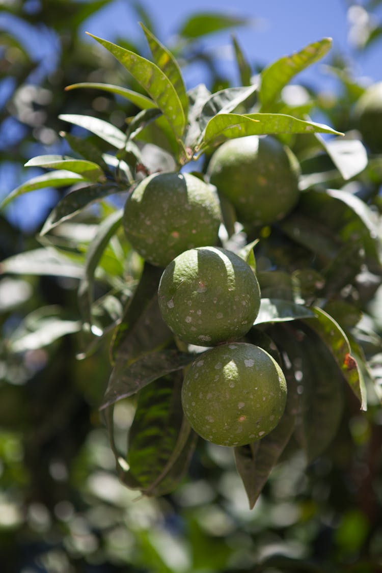 Green Apples On A Tree