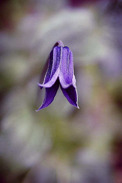 紫色的小花在轉移鏡頭