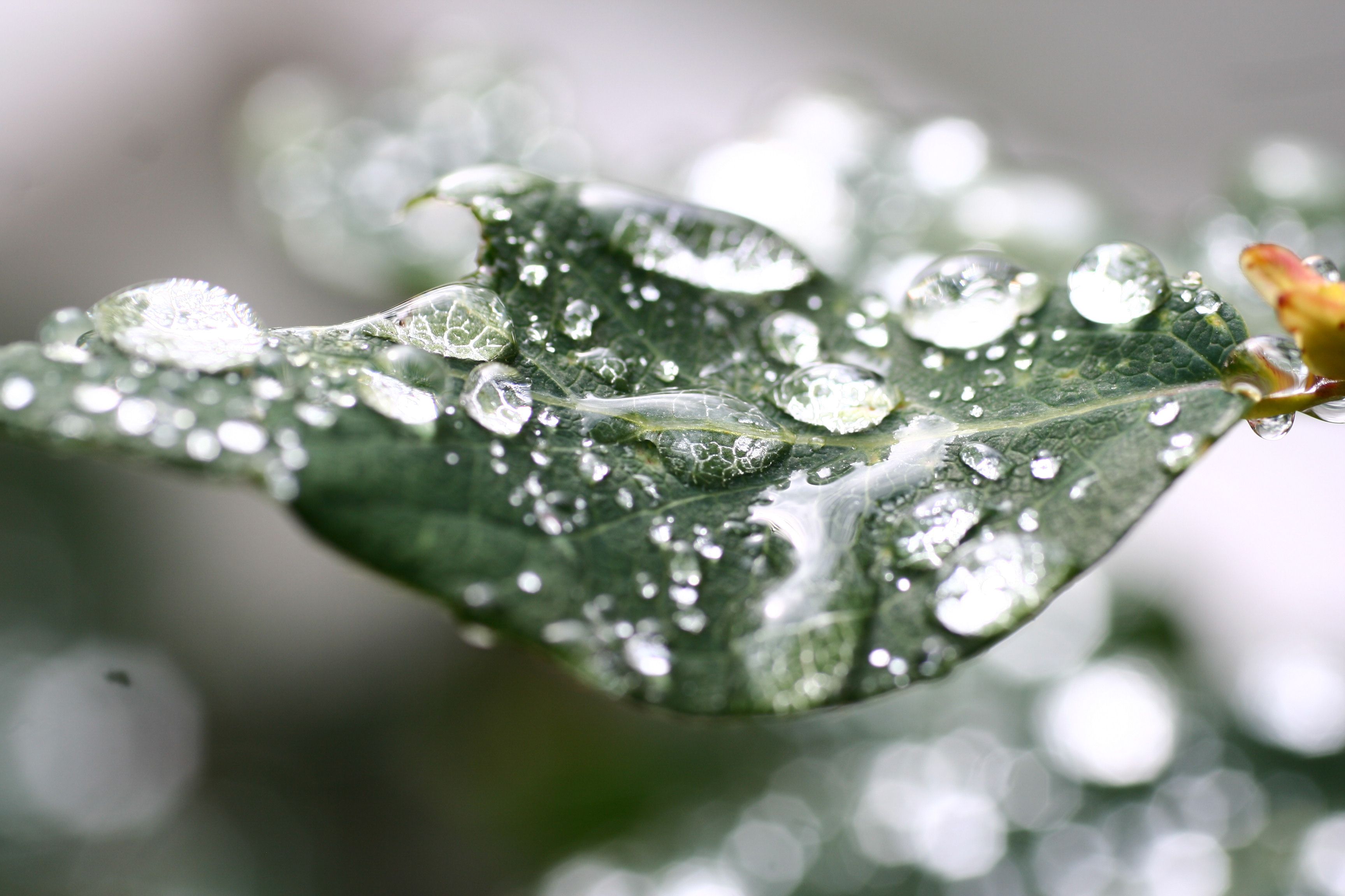 Gratis Goccioline Di Acqua Sulla Foglia Verde Foto a disposizione