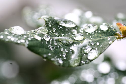 Water Droplets on Green Leaf