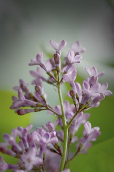 Purple lilac blossoms captured in a vibrant close-up outdoors in Moscow, Russia.