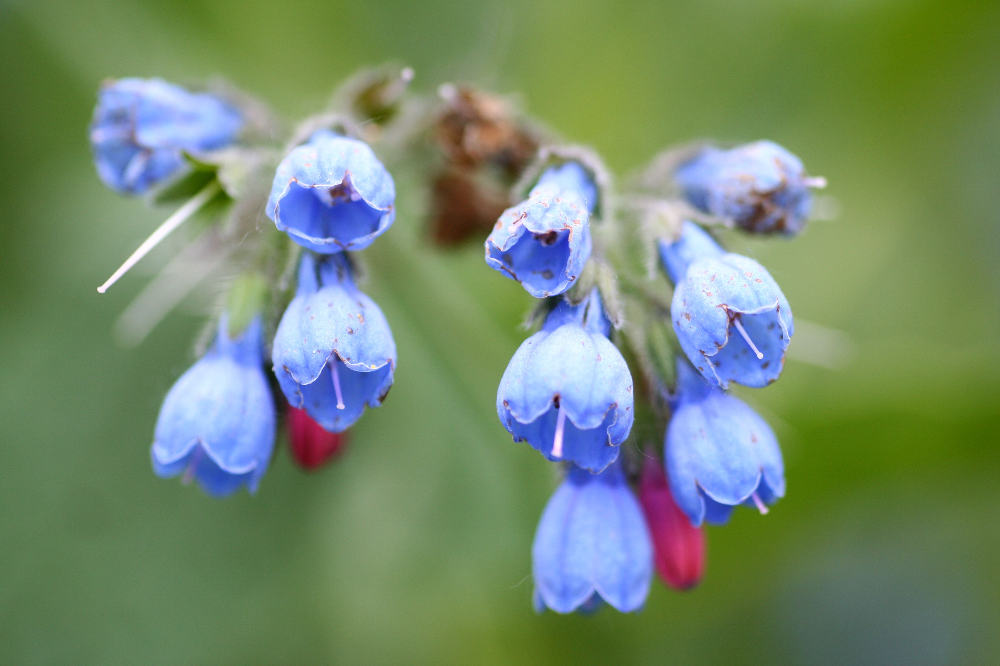 Comfrey Root Plant Profile