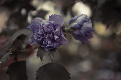 Close Up Shot of Purple Flowers